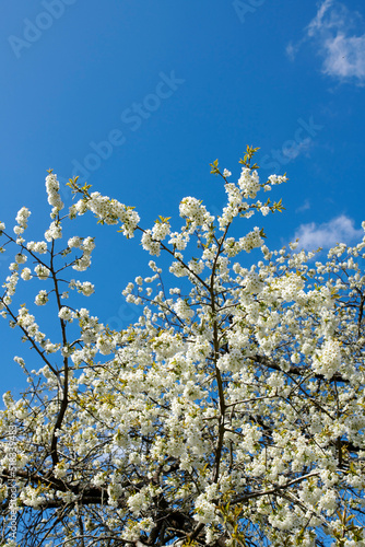 Beautiful white cherry blossom flowers blooming against a blue sky background. A group of flower petals blooming from tree branches. An orchard of scenic white flowers growing outdoors in nature