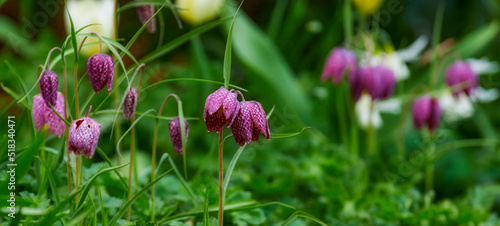 Colorful purple flowers growing in a garden. Closeup of beautiful fritillaria biflora also know as chocolate or checker lily plants with vibrant petals blooming and blossoming in nature in spring photo
