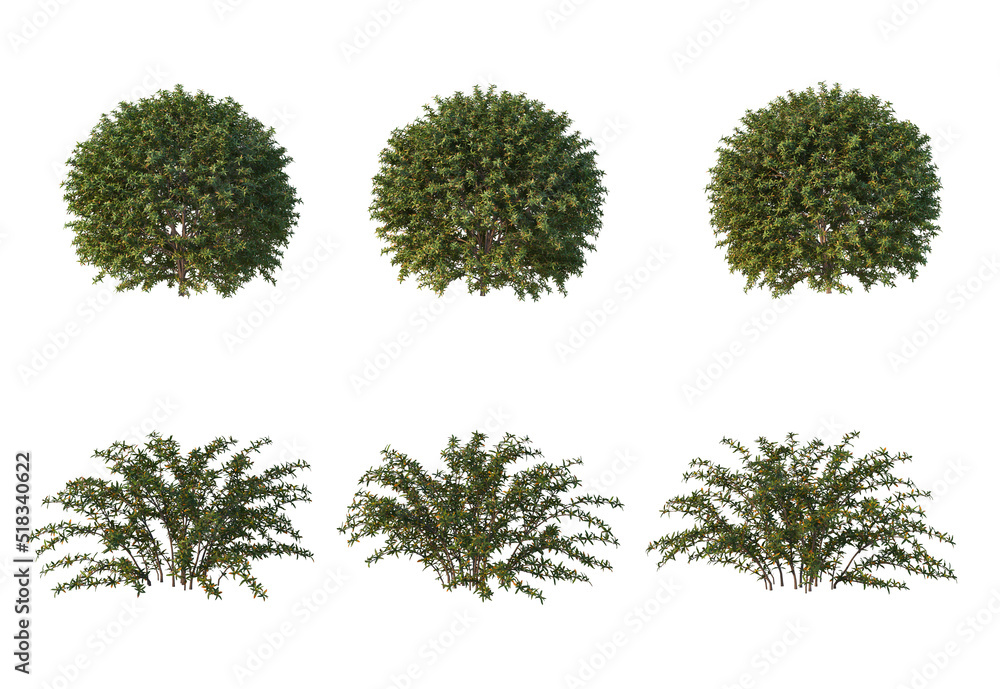 Fototapeta premium Plants and shrubs on a white background