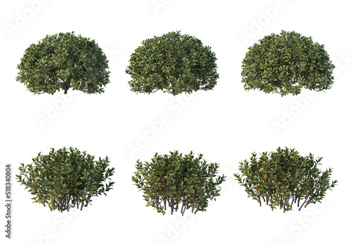 Plants and shrubs on a white background