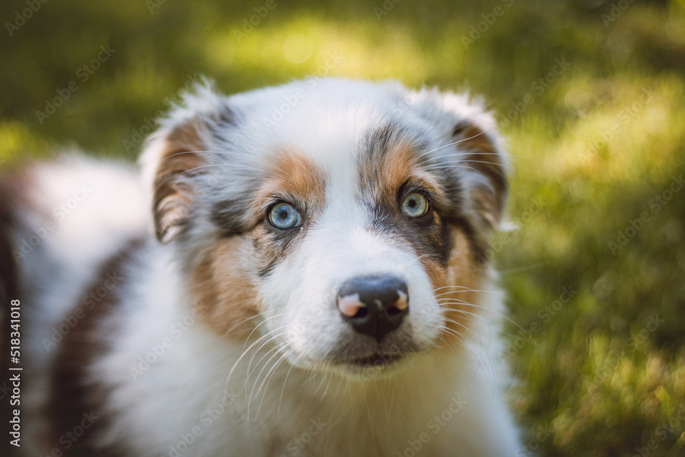 Detail on the expression of a blue-eyed female and an Australian Shepherd puppy. Face of a happy looking pet