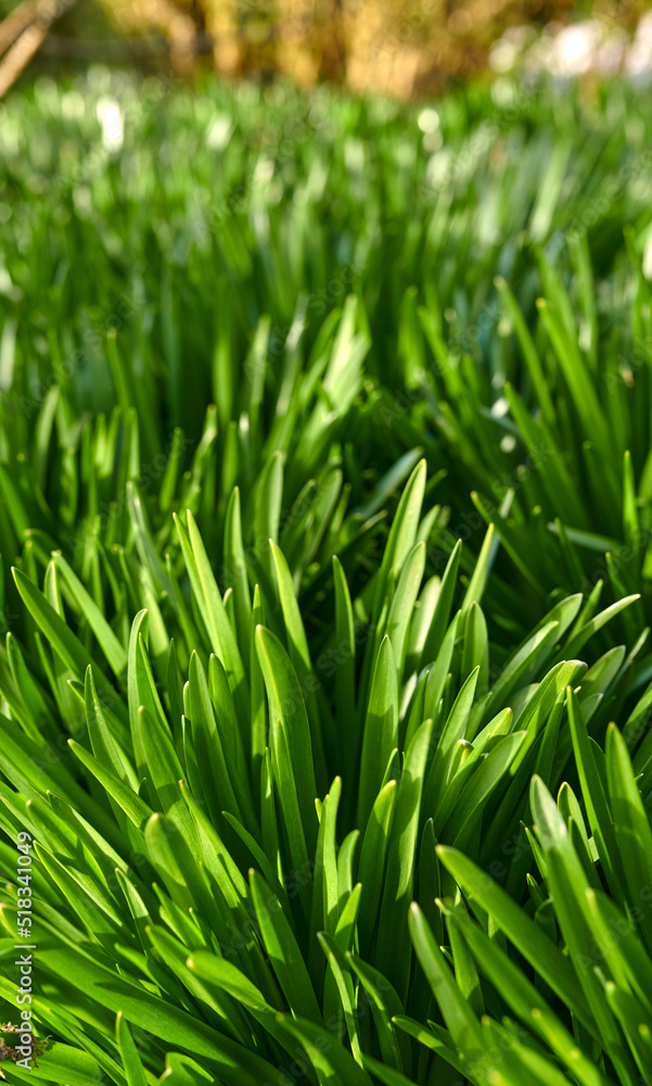 Obraz premium Bright green buffalo grass growing on the ground in a garden or park outside in nature during summer. Closeup of greenery and foliage outdoors on a spring day in a natural and cultivated habitat