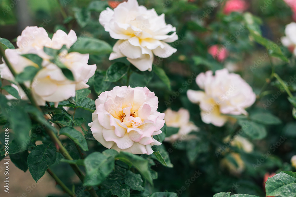 White pink roses in the garden. White pink roses in the garden.
