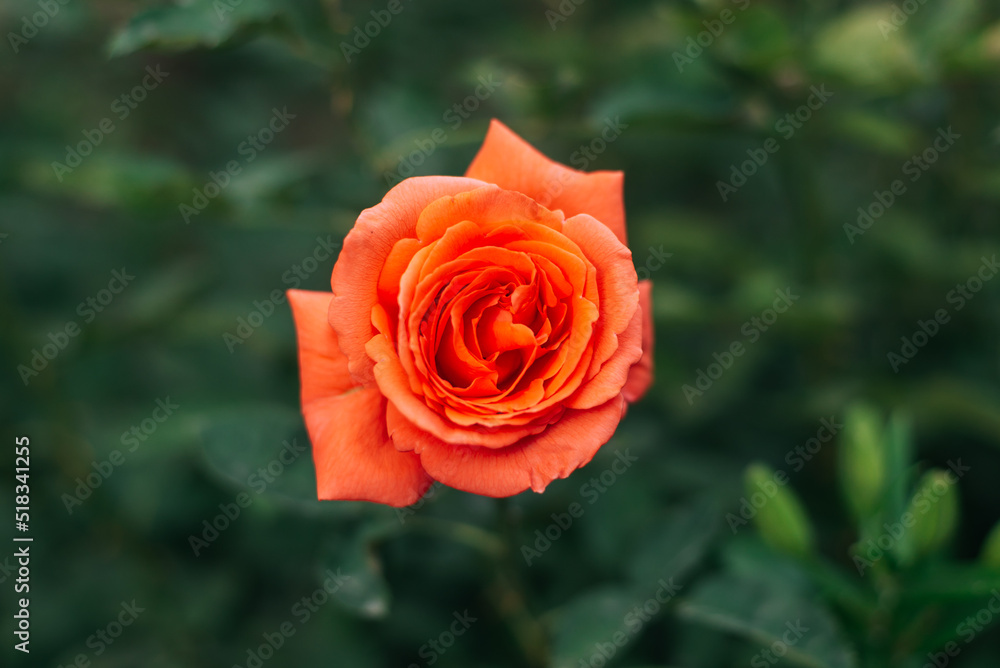 One orange roses in the garden. One orange roses in the garden.