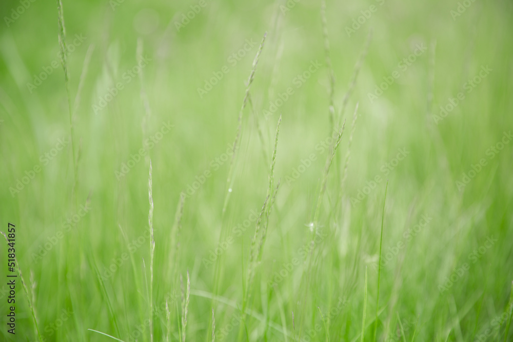 Green grass texture as background. Perspective view and selective focus. artistic abstract spring or summer background with fresh grass as banner or eco wallpaper. Leaves blur effect. Macro nature. Green grass texture as background. Perspective view and selective focus. artistic abstract spring or summer background with fresh grass as banner or eco wallpaper. Leaves blur effect. Macro nature.