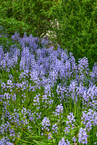 Beautiful spanish bluebell or hyacinthoides hispanica foliage with vibrant petals blooming and blossoming in nature on a sunny day in spring. Closeup of colorful purple flowers growing in a garden