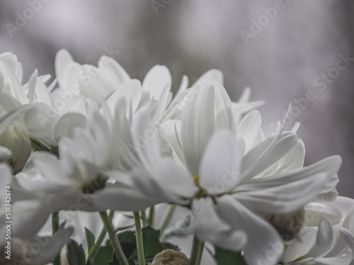 Fototapeta Naklejka Na Ścianę i Meble -  white flowers on a gray background