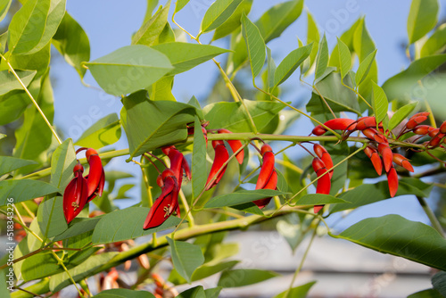 Red flowers of a coral tree, also called Erythrina christa galli or Korallenbaum photo