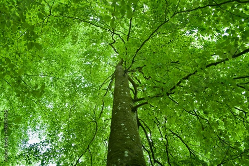 green leaves of a beech tree