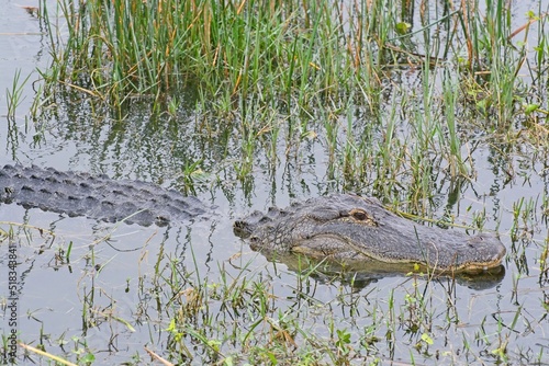 Close-up of American alligator profile trolling through grassy banks of wetlands photo