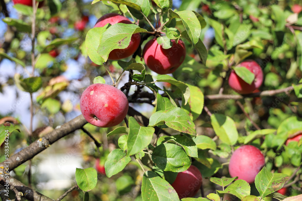 Obraz premium Natural red apples with green leaves on branches of apple tree, organic farming