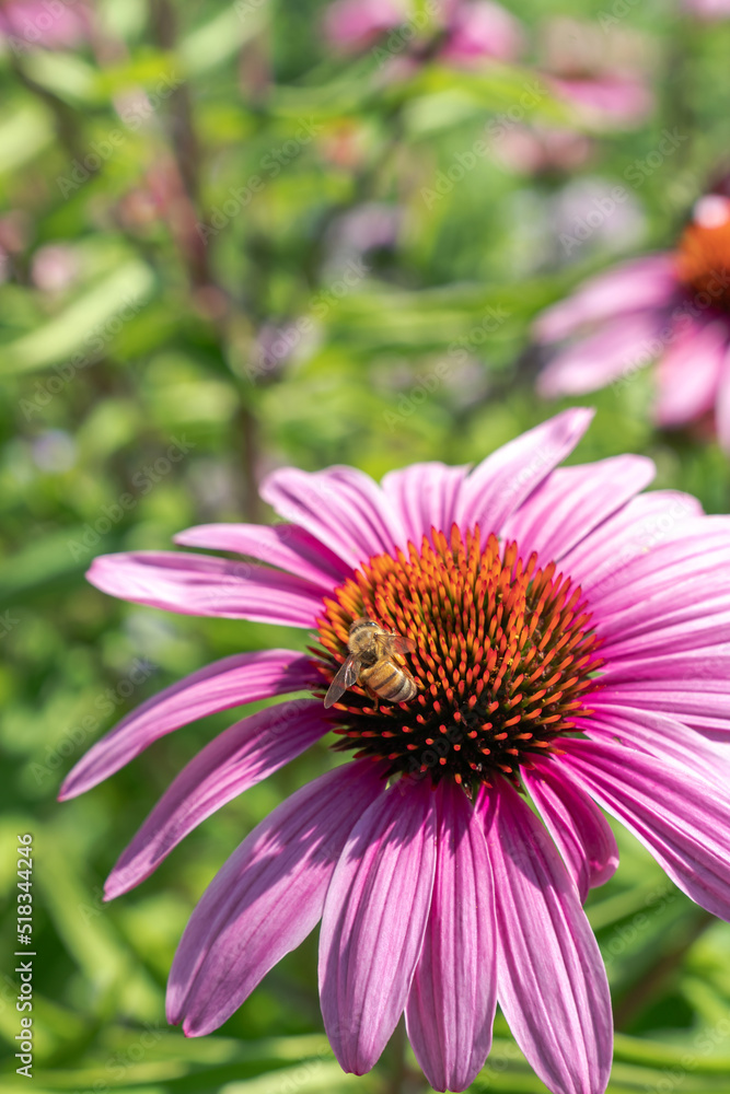 A close up of a honey bee pollinating a beautiful pink coneflower with petals starting to wilt on a hot sunny summer day. A close up of a honey bee pollinating a beautiful pink coneflower with petals starting to wilt on a hot sunny summer day.
