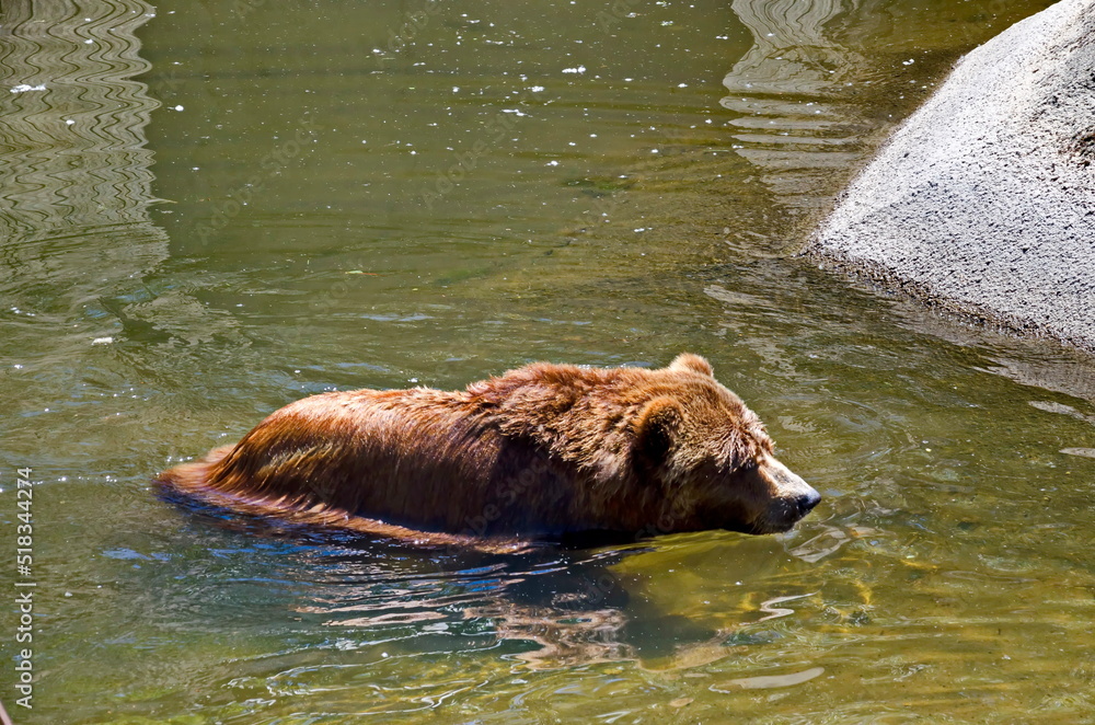 A wet wild brown bear, racoon or Procyon lotor cools off in the water of a lake, Sofia, Bulgaria A wet wild brown bear, racoon or Procyon lotor cools off in the water of a lake, Sofia, Bulgaria