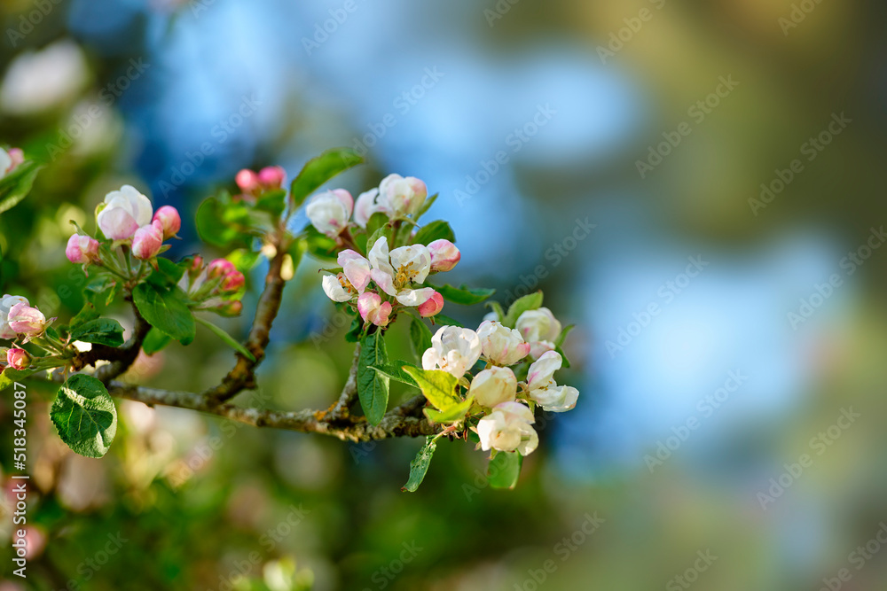 Closeup of a crabapple flowers on a branch in a spring garden. Pretty pink and white flowering plants growing in a backyard or park on a summer day. Beautiful soft petals on a tree with bokeh Closeup of a crabapple flowers on a branch in a spring garden. Pretty pink and white flowering plants growing in a backyard or park on a summer day. Beautiful soft petals on a tree with bokeh