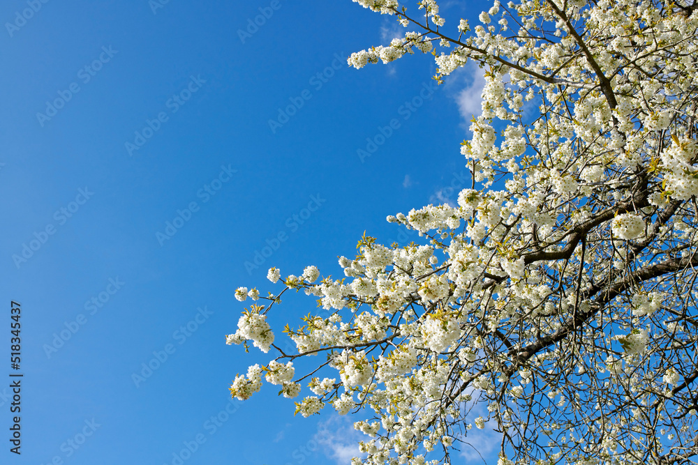 Closeup of Sweet Cherry blossoms on a branch against a blue sky background on a sunny day. Zoom in of small white wild flowers growing in a peaceful forest. Macro detail of flora in a backyard Closeup of Sweet Cherry blossoms on a branch against a blue sky background on a sunny day. Zoom in of small white wild flowers growing in a peaceful forest. Macro detail of flora in a backyard