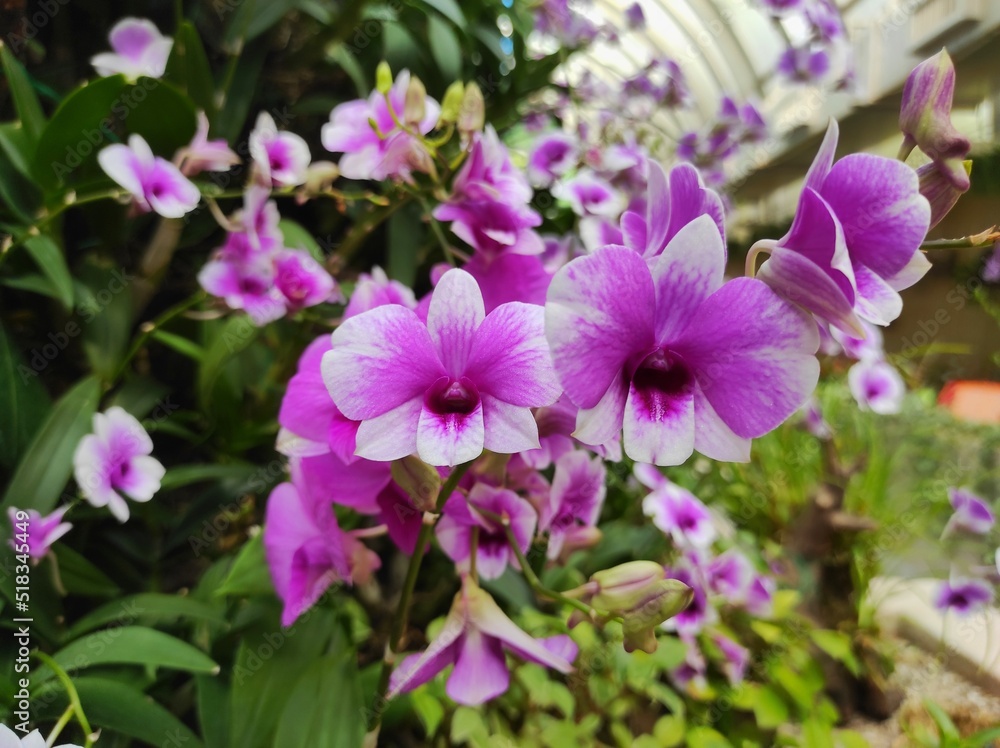 Dendrobium phalaenopsis or Dendrobium bigibbum belonging to the family Orchidaceae Dendrobium phalaenopsis or Dendrobium bigibbum belonging to the family Orchidaceae