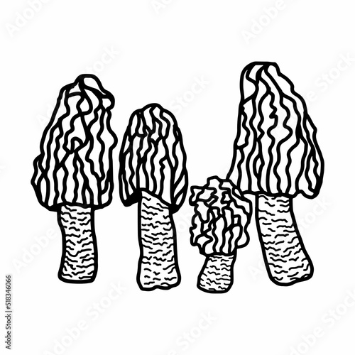Illustration of mushrooms growing in the forest. Hand drown mushroom. Doodle illustration mushroom.Forest poisonous mushroom, Medicinal plant.