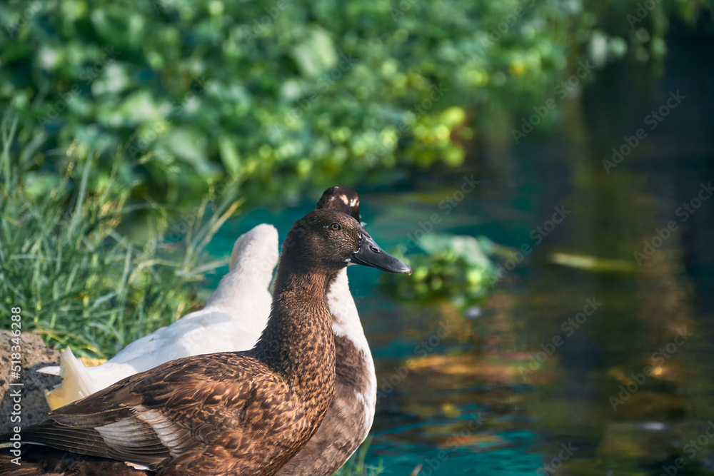 Group of Indian Runner ducks (Anas platyrhynchos domesticus) drying ...