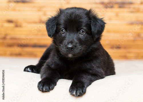 black fluffy puppy lies on the couch