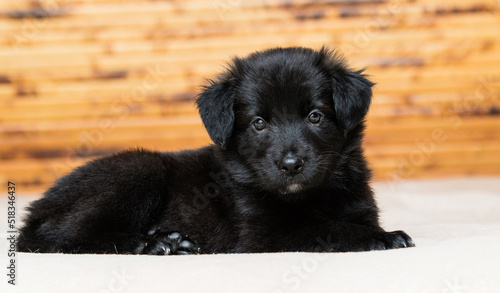 black fluffy puppy lies on the couch
