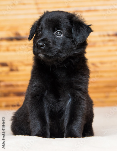 black fluffy puppy looks sideways
