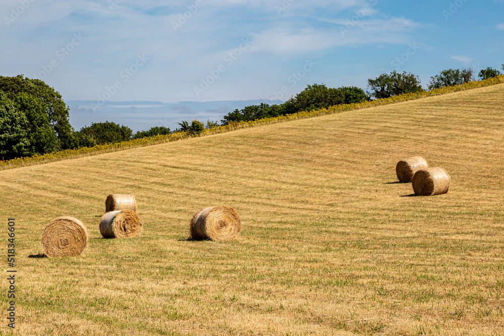 A rural Sussex view of hay bales in a field following harvesting