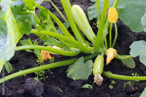Zucchini plant with yellow flowers and small zucchini grows in soil on the garden bed
