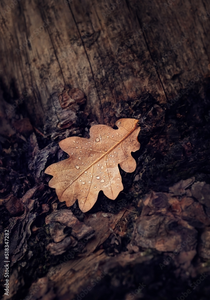 autumn oak leaf with water drops on dark wooden abstract natural background. symbol of autumn season. fall time. top view. autumn oak leaf with water drops on dark wooden abstract natural background. symbol of autumn season. fall time. top view.