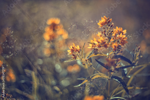 Ujęcie plenerowe z letniej łąki. Polne kwiaty.