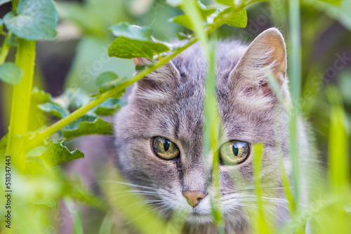 Portrait of a gray fluffy cat hiding among the green grass. Selective focus, blurred foreground