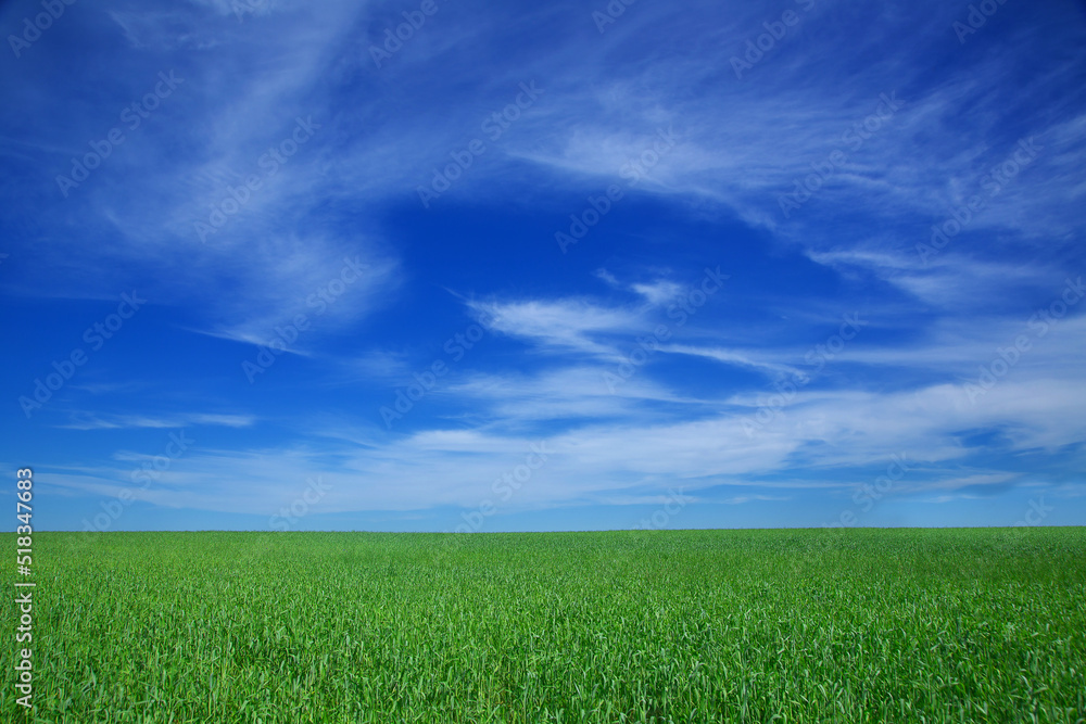 Fototapeta premium summer landscape, field with green grass and horizon, textured sunset sky, sun