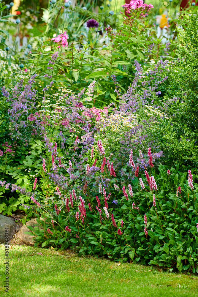 Colorful garden with different plants and flowers in the sun. Bright purple catmint or nepeta growing alongside ladys thumb or redshank in a park. Vibrant nature with views of lush foliage in spring Colorful garden with different plants and flowers in the sun. Bright purple catmint or nepeta growing alongside ladys thumb or redshank in a park. Vibrant nature with views of lush foliage in spring