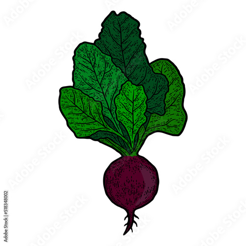 Engraving illustration of beet on color. Sketch vector.