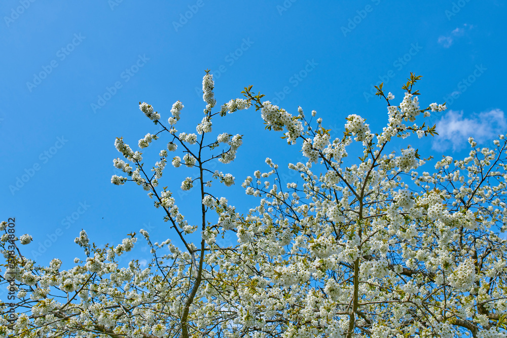 A cherry flower tree blossoming in spring against a blue sky on a sunny day. Cherry blossom with a botanical name of Prunus Serrulata also known as the Japanese cherry blooming in nature outdoor A cherry flower tree blossoming in spring against a blue sky on a sunny day. Cherry blossom with a botanical name of Prunus Serrulata also known as the Japanese cherry blooming in nature outdoor
