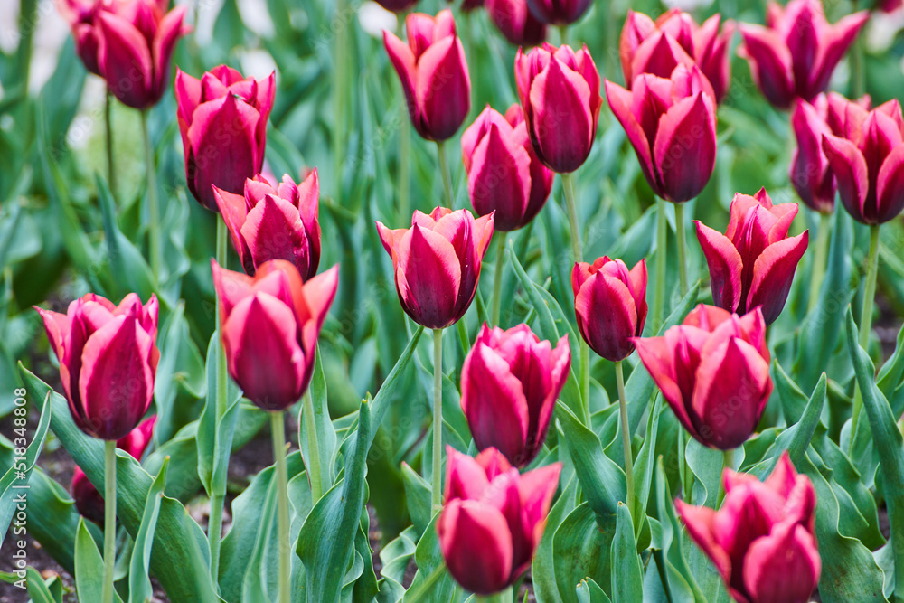Vibrant purple and pink flowers in field of spring tulips Vibrant purple and pink flowers in field of spring tulips