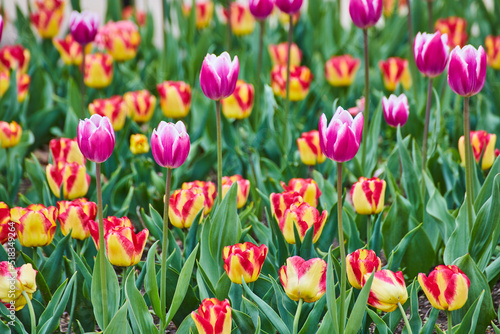 Up close to field of spring tulips with pink and red flowers