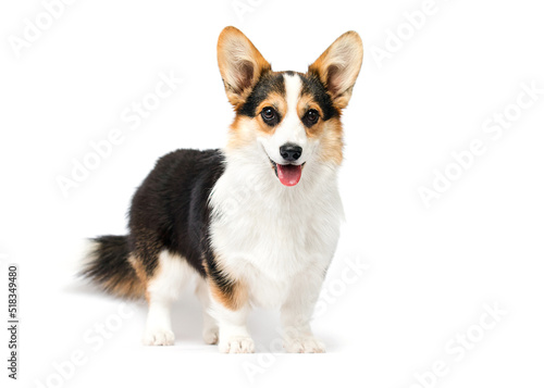 dog with a tongue stands in full growth on a white background of the Welsh Co...