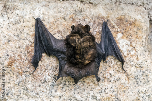 a brandt's bat, myotis brandtii, perched on the wall photo