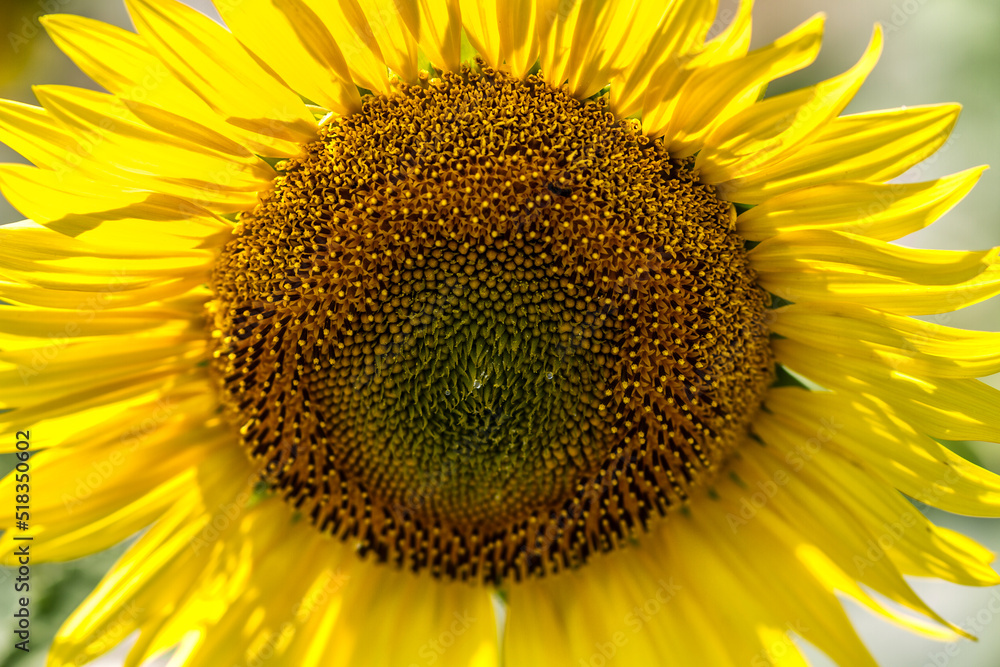 sunflower close up sunflower close up