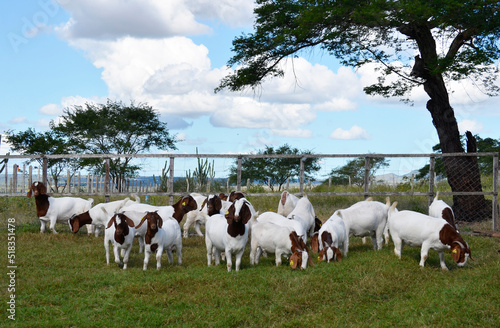 A group of great Boer goats grazing on the farm's green pastures