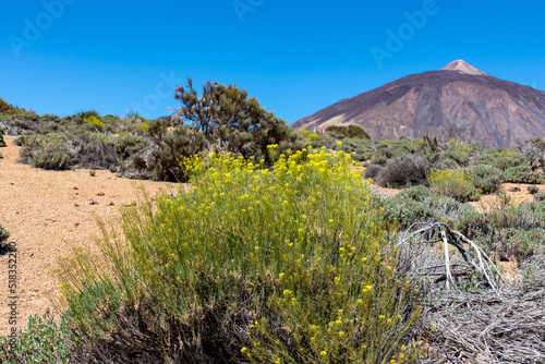 Yellow flixweed with scenic view on volcano Pico del Teide and Montana Blanca, Mount El Teide National Park, Tenerife, Canary Islands, Spain, Europe. Hiking trail to La Fortaleza from El Portillo
