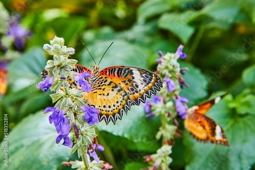 Adorable pair of Red Lacewing butterflies on purple flowers photo