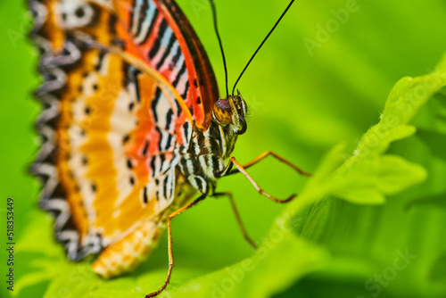 Macro of face of Red Lacewing butterfly on green leaves © Nicholas J. Klein