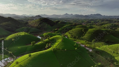 Aerial drone flight forward over Long Coc tea hill, Phu Tho province, Vietnam photo