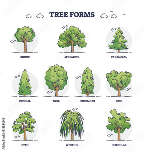 Tree forms or wood vegetation shapes with various examples outline collection. Labeled educational variation set with different forest plants and biological division and types vector illustration. photo