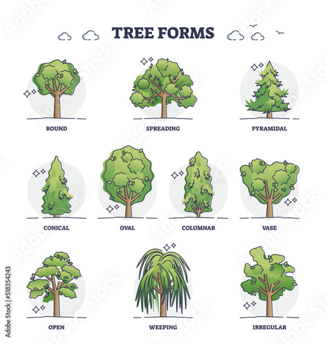 Tree forms or wood vegetation shapes with various examples outline collection. Labeled educational variation set with different forest plants and biological division and types vector illustration.