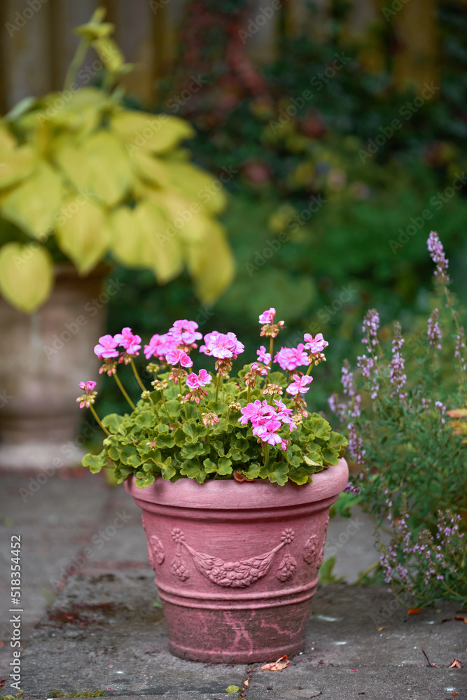 Pink flowers in a vase in a backyard garden in summer. Zonal geranium flowers displayed in a vessel or jar on a lawn for landscaping and decoration. Flowering pot plant ina natural environment