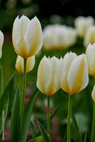 White and yellow tulips growing in a lush garden at home. Pretty flora with vibrant petals and green stems blooming in the meadow in spring time. Bunch of flowers blossoming in a landscaped backyard