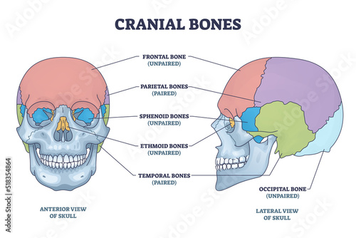 Cranial bones anatomy and skull skeleton medical division outline diagram. Labeled educational frontal, parietal, sphenoid, ethmoid and temporal bone vector illustration. Paired and unpaired examples. photo