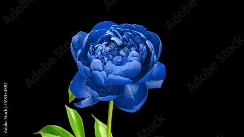 A beautiful blue peony blossoms on a black background. Time lapse, close-up. Wedding background, Valentine's day concept. Timelapse video 4K UHD.